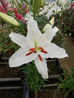 [4311 Meriva VZ No02.JPG]